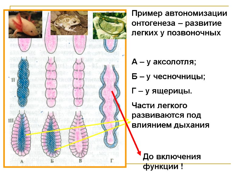 Пример автономизации онтогенеза – развитие легких у позвоночных А – у аксолотля; Б Пример автономизации онтогенеза – развитие легких у позвоночных А – у аксолотля; Б